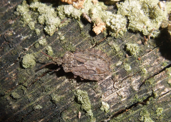 Große Rindenwanze  (Aradus conspicuus) - © Thomas Frieß